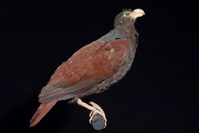 Маленький Додо: в далеком тропическом лесу нашли редчайшего родственника дронта