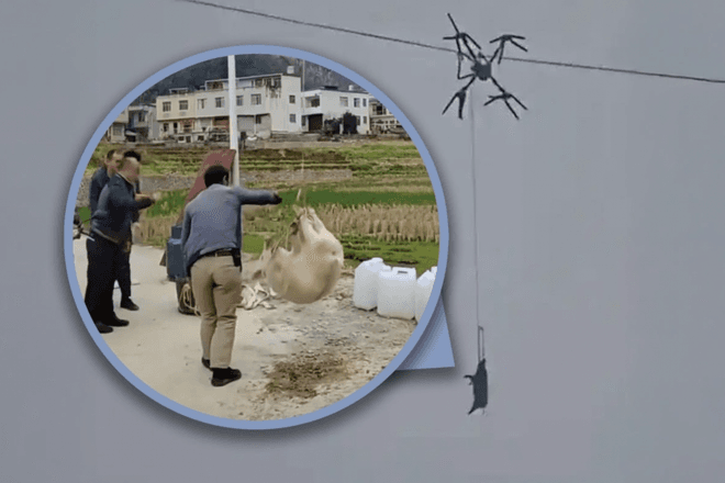 Летающая свинья лишила электричества китайскую деревню